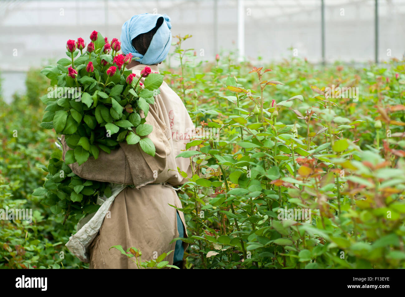 Woman picking Roses (Rosa sp) in greenhouse on commercial rose farm, Tanzania, East Africa. October 2011. Model released. Stock Photo