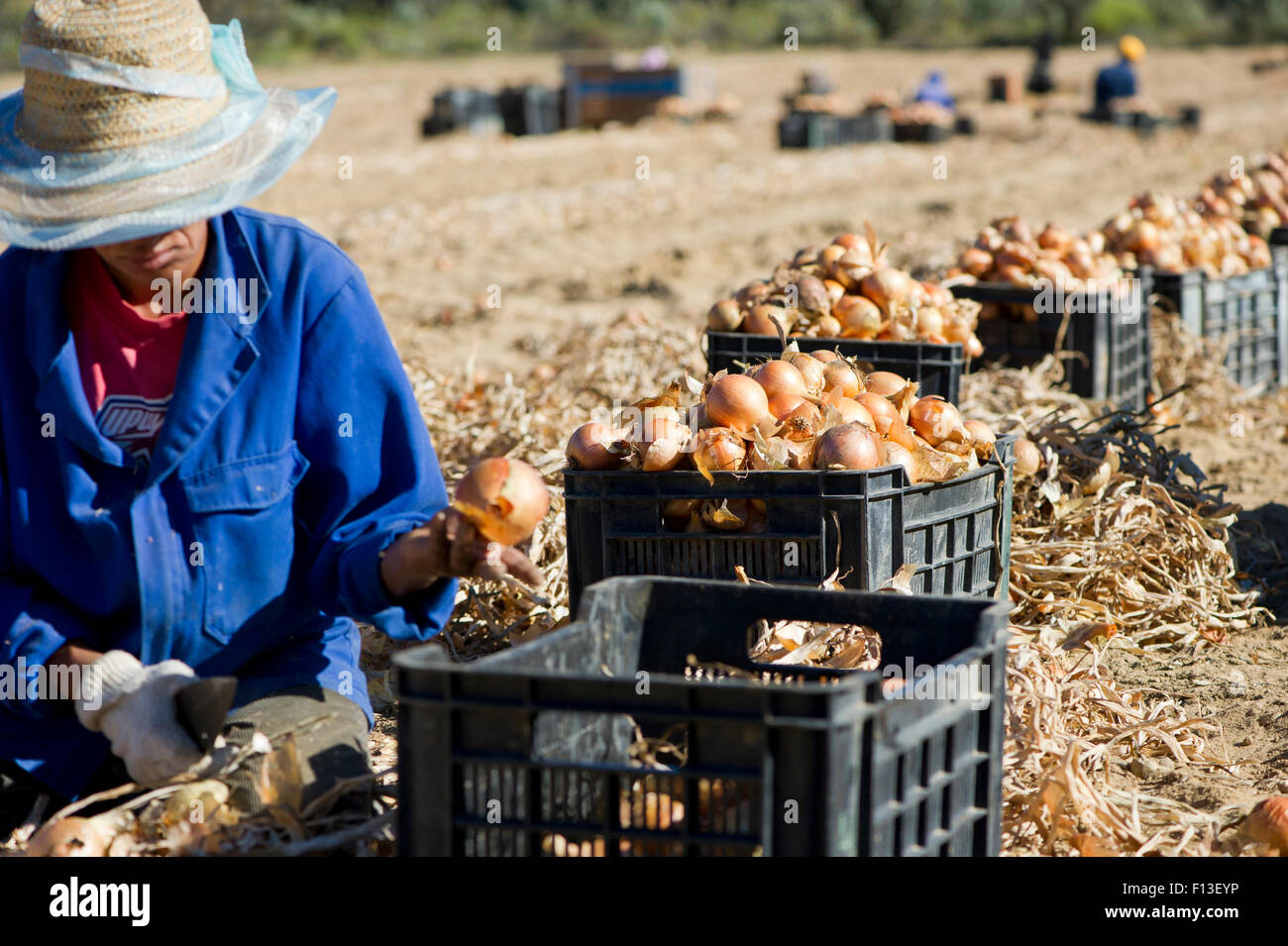 Farm workers harvesting Onions (Allium cepa), Suikerbossie farm, Koue