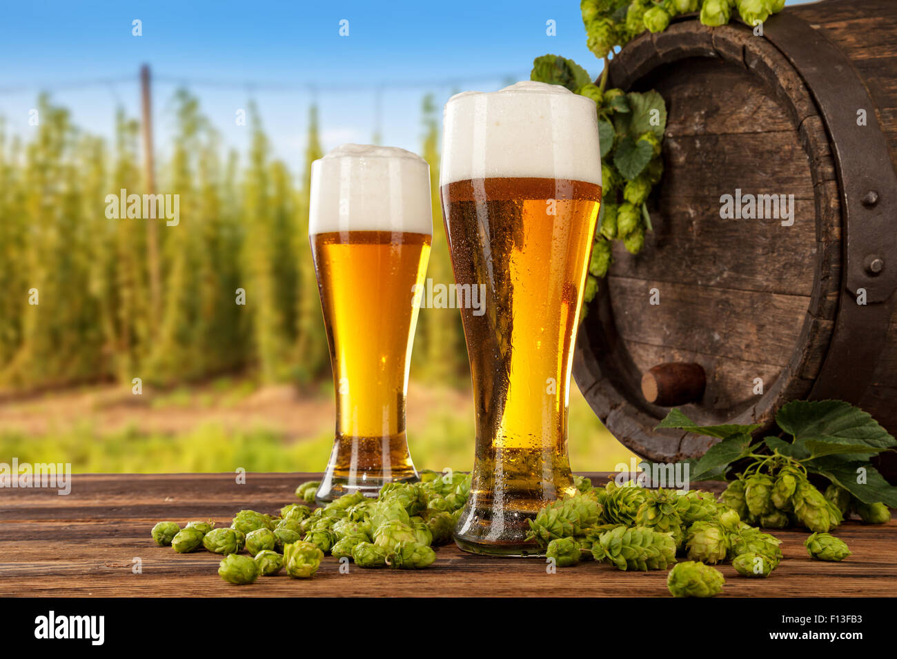 Beer glasses with hop-field on background Stock Photo