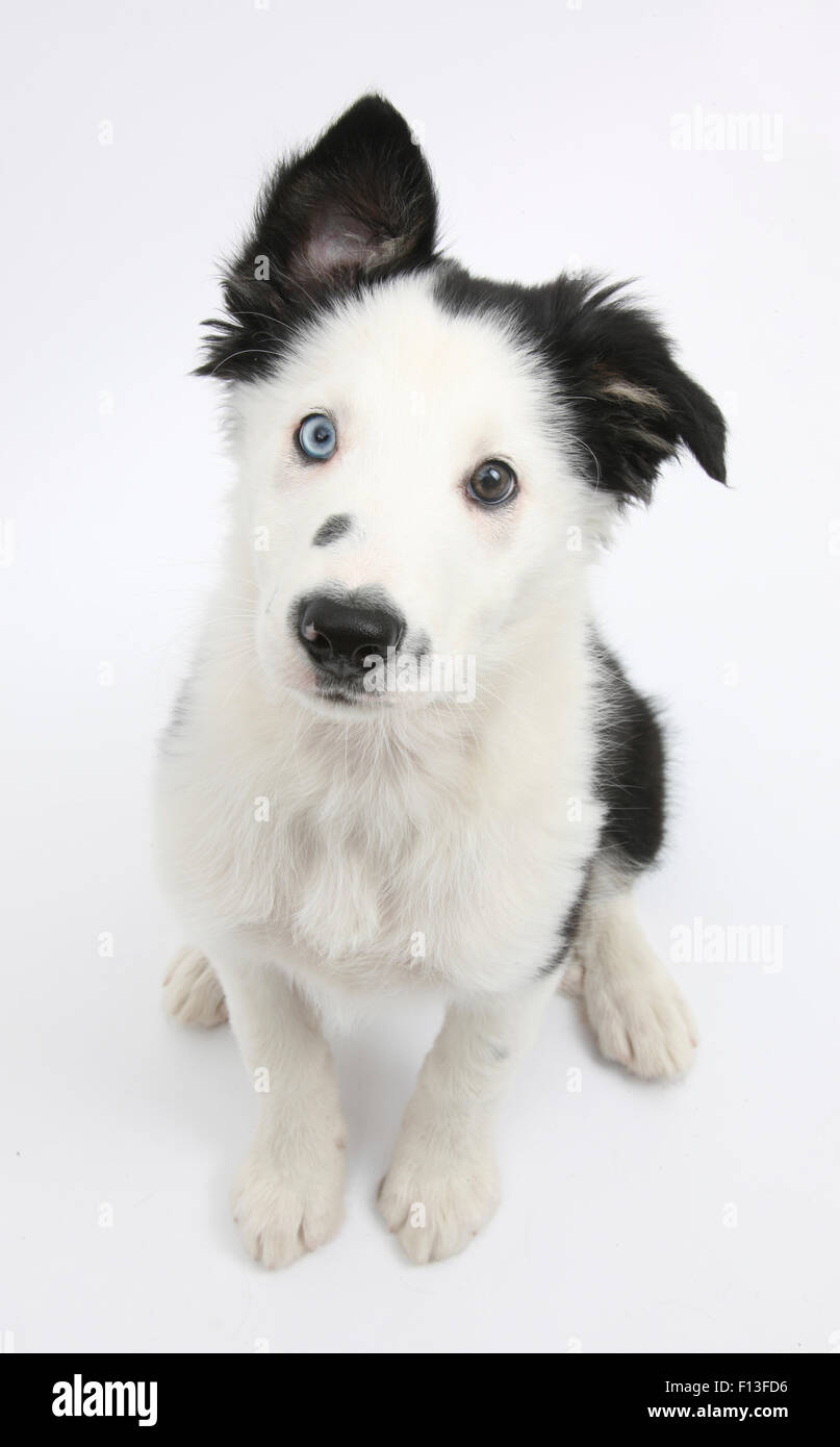 wallpapers Adorable Black And White Border Collie Puppy https www alamy com stock photo black and white border collie puppy sitting and looking up 86744482 html