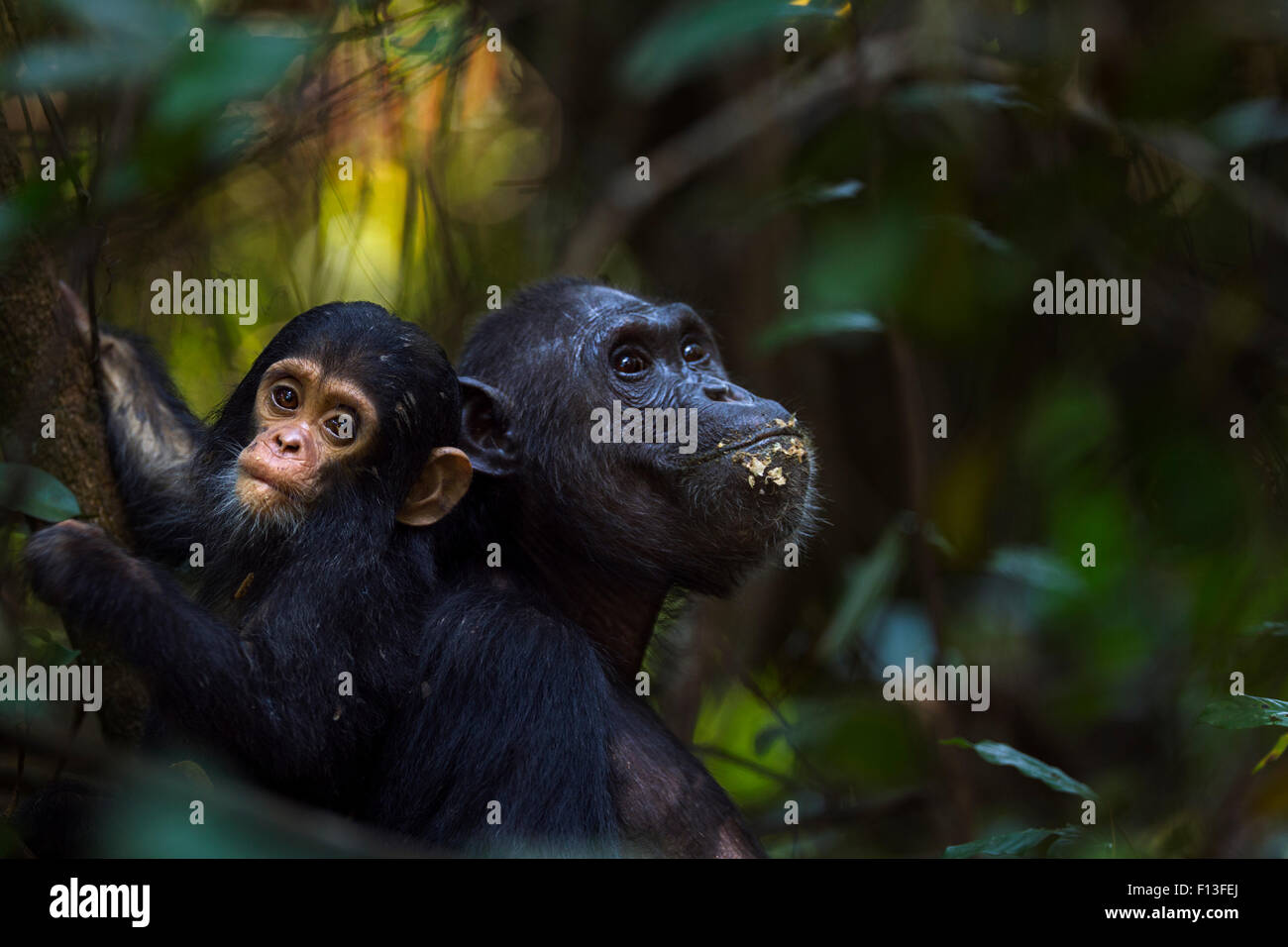 Eastern Chimpanzee Pan Troglodytes Schweinfurtheii Female Fanni Aged 30 Years Feeding Fruit With Her Baby Son Fifty Aged 9 Months Gombe National Park Tanzania Stock Photo Alamy