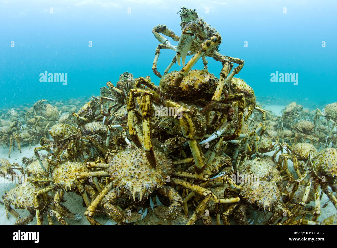 Aggregation of thousands of Spider crabs (Leptomithrax gaimardii) for