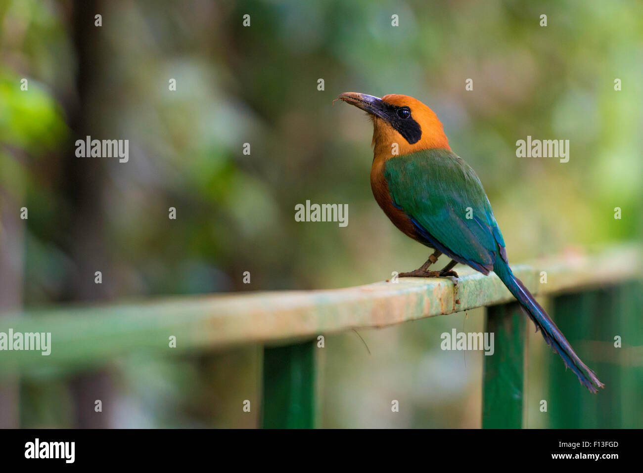Wildlife in Costa Rica, tropical bird Baryphthengus martii. Rufous motmot in nature Stock Photo