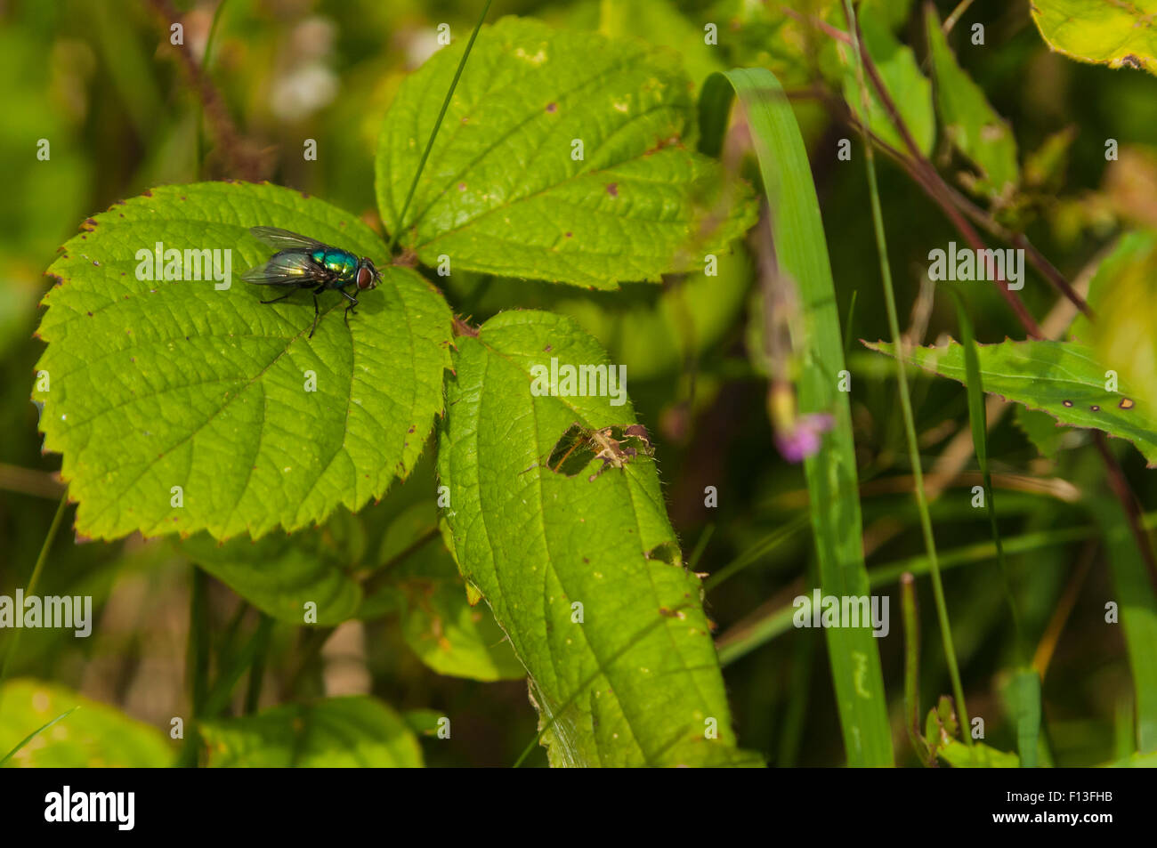 A Common Green bottle Fly, Phaenicia sericata or Lucilia sericata, at rest on a leaf. Stock Photo