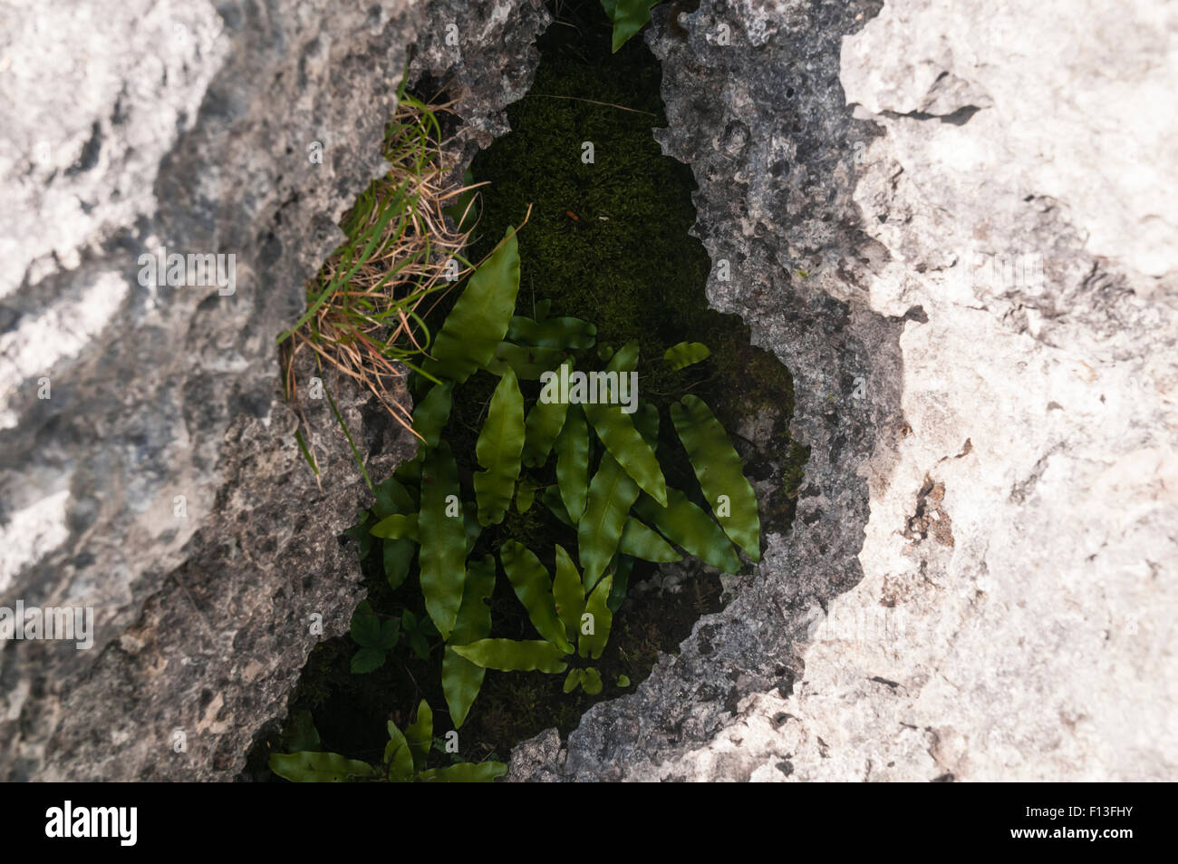 Hart's-Tongue Fern, Asplenium scolopendrium growing in a limestone Gryke, Dalton Crag, Cumbria, England. Stock Photo
