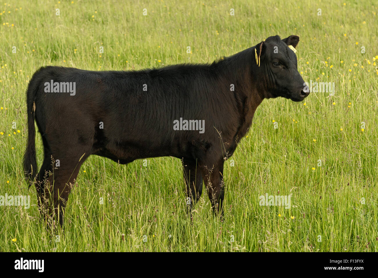 Lone Kerry cattle buffalo calf cow grazing Stock Photo Alamy