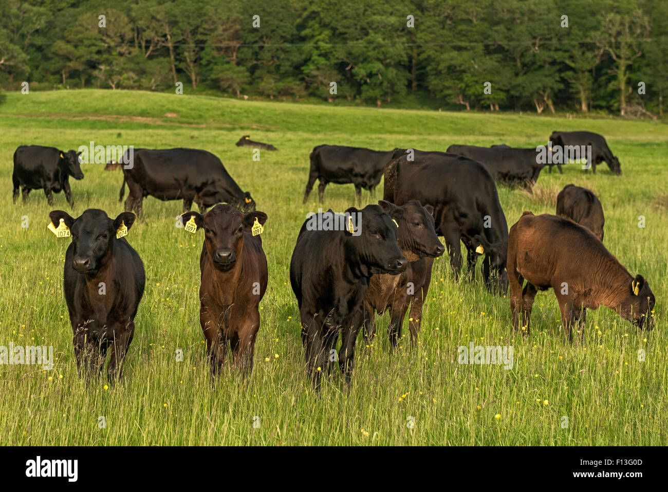 Farming Ireland cows and numerous Kerry cattle grazing on lush pasture in Killarney National Park, County Kerry, Ireland Stock Photo