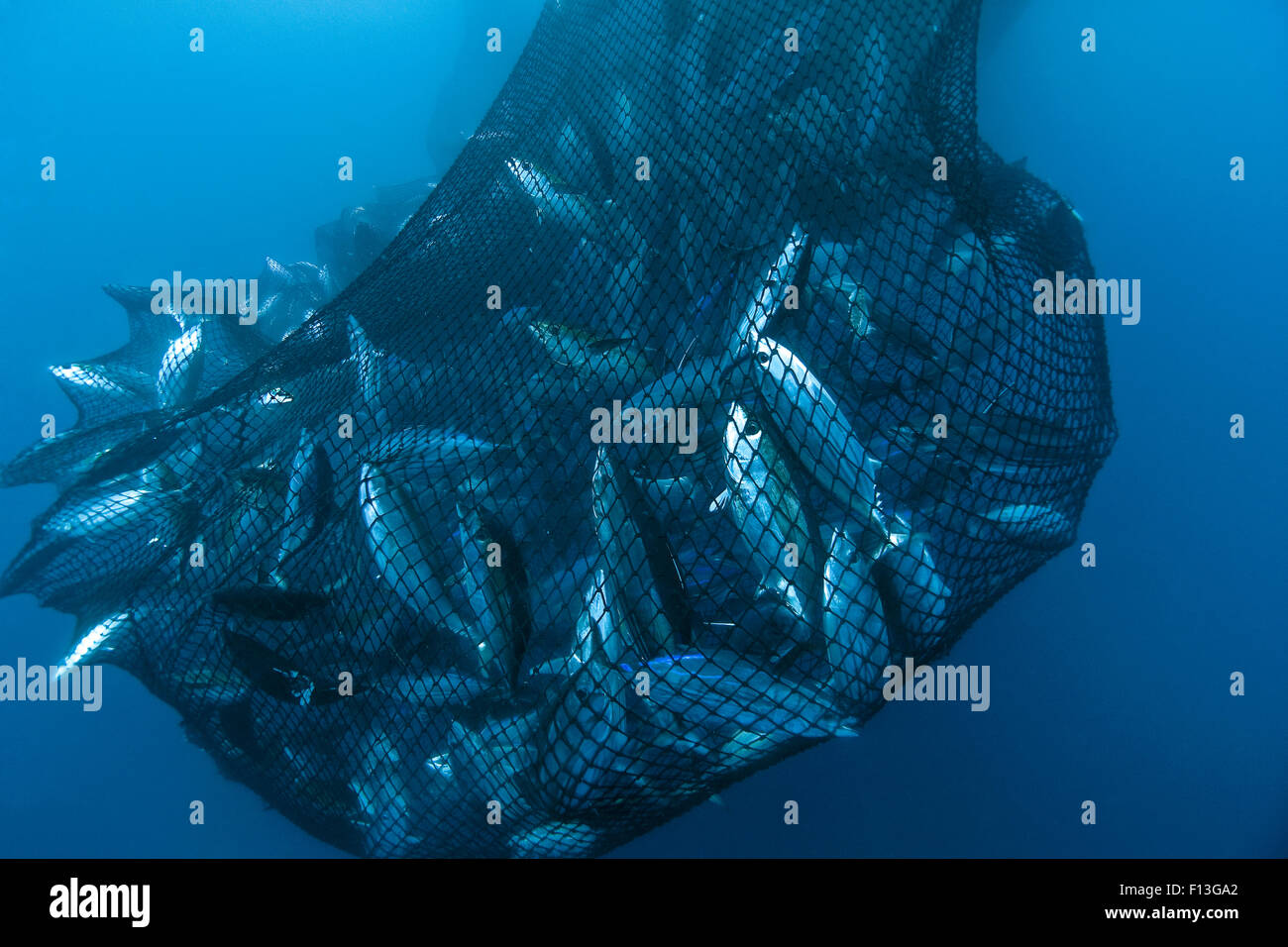 Drag net of a seine fishing vessel full of Yellowfin tuna (Thunnus albacares), Los Roques, Venezuela. Caribbean. Stock Photo