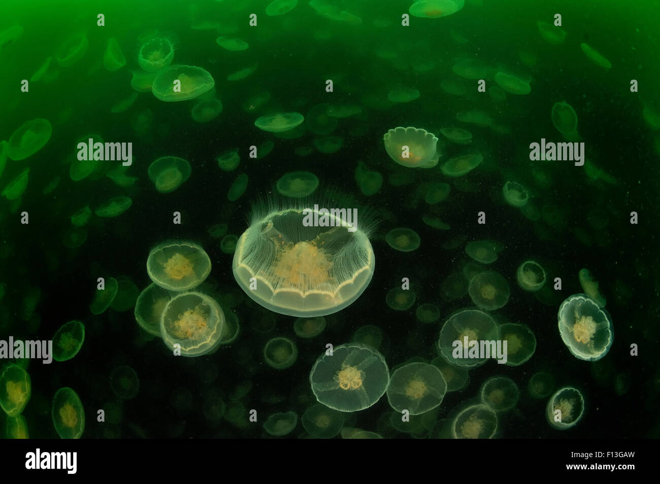 Multitudes of Moon jellyfish (Aurelia labiata), Alaska, USA, Gulf of Alaska. Pacific ocean. Stock Photo