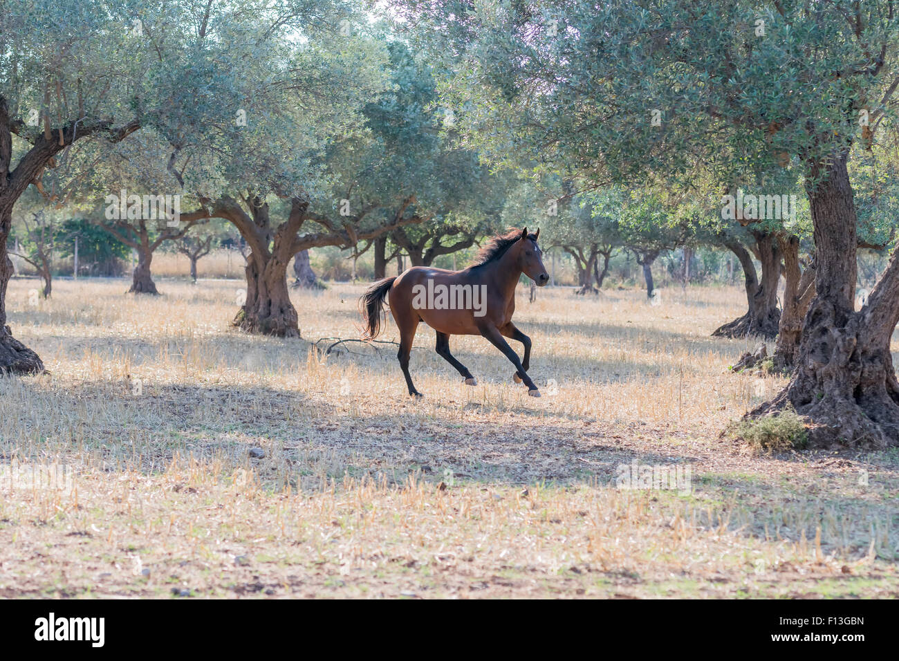 Wild horse running free. Stock Photo