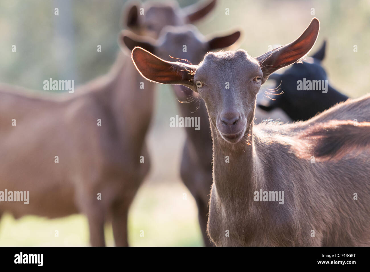 Goats in a farm. Stock Photo