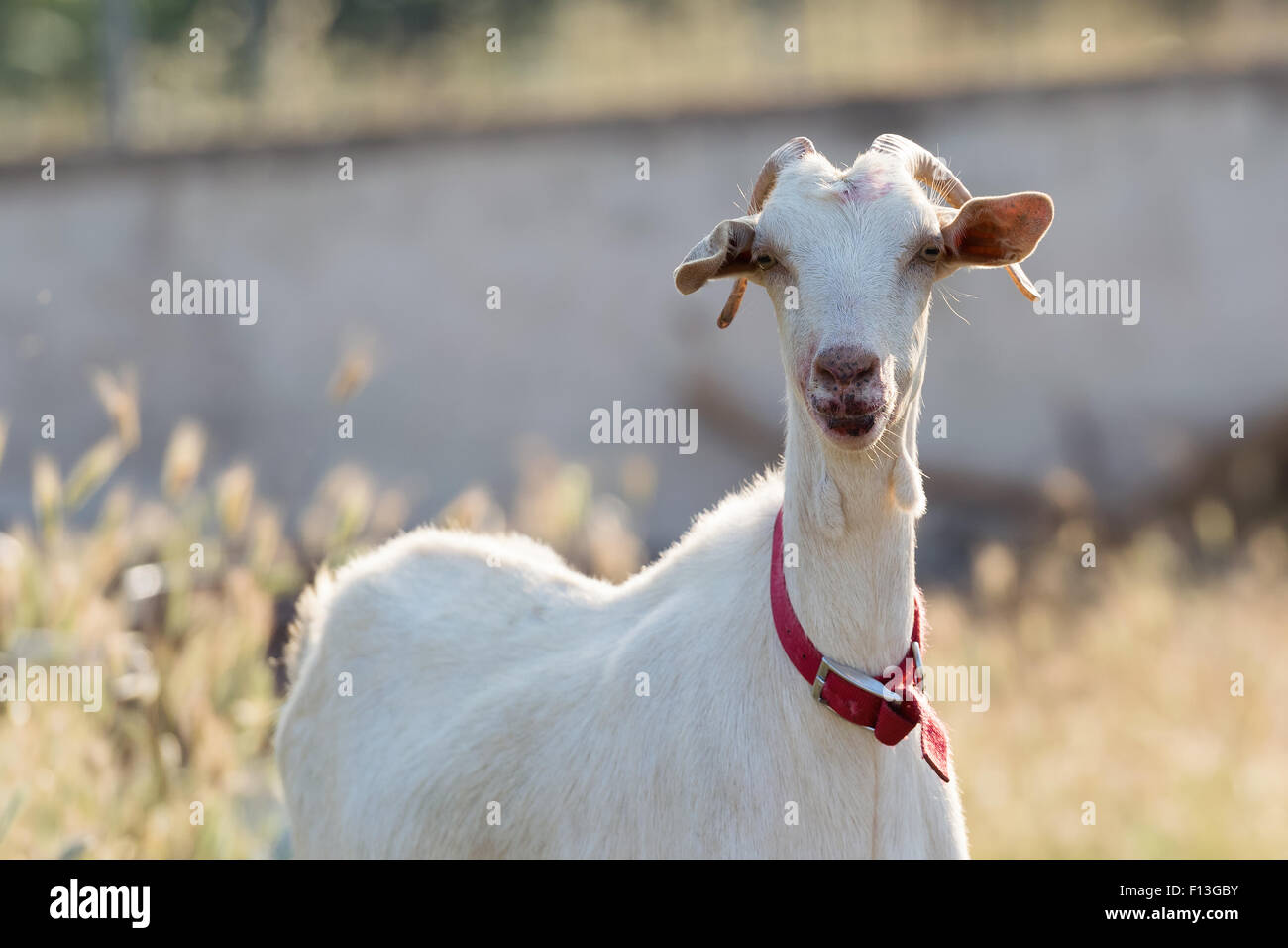 Cute goat portrait. Stock Photo