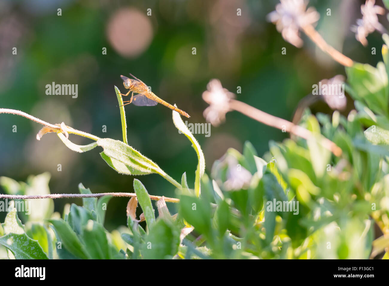 Dragonfly on a flower Stock Photo - Alamy