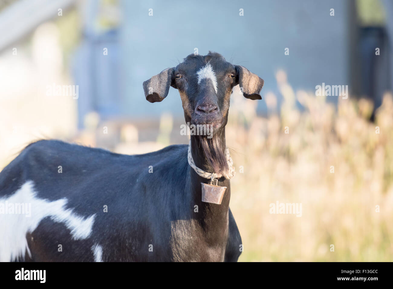 Cute  and funny black goat portrait. Stock Photo