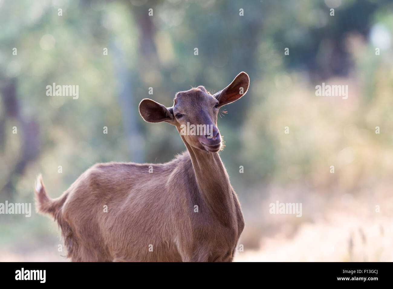 Beautiful brown goat portrait. Stock Photo