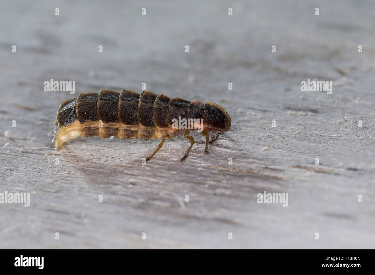 Great European glow-worm beetle, glowworm, firefly, female, Großer Leuchtkäfer, Glühwürmchen, Weibchen, Lampyris noctiluca Stock Photo