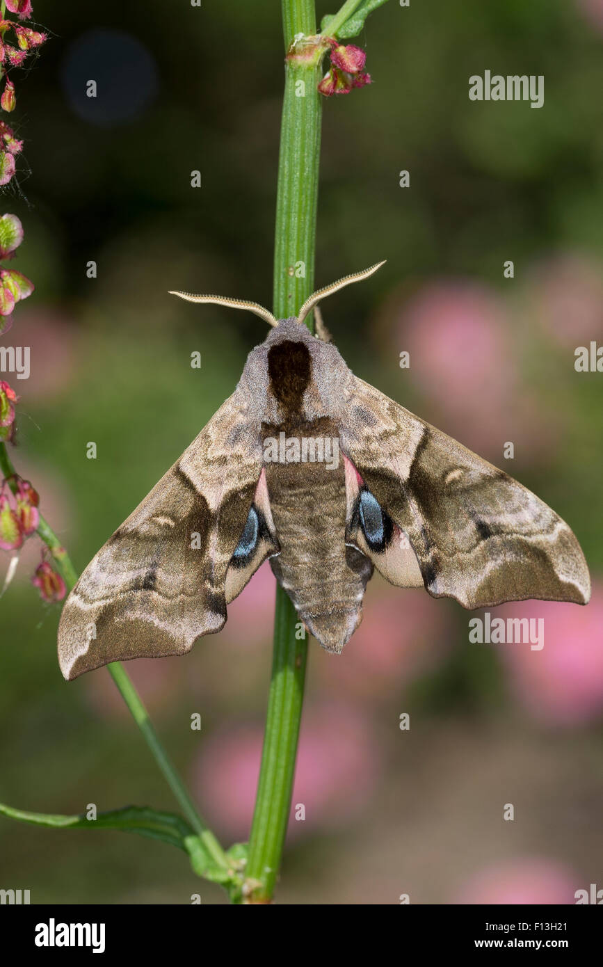 Eyed Hawk-Moth, Eyed Hawkmoth, Abendpfauenauge, Abend-Pfauenauge, Smerinthus ocellata, Smerinthus ocellatus, Le sphinx demi-paon Stock Photo
