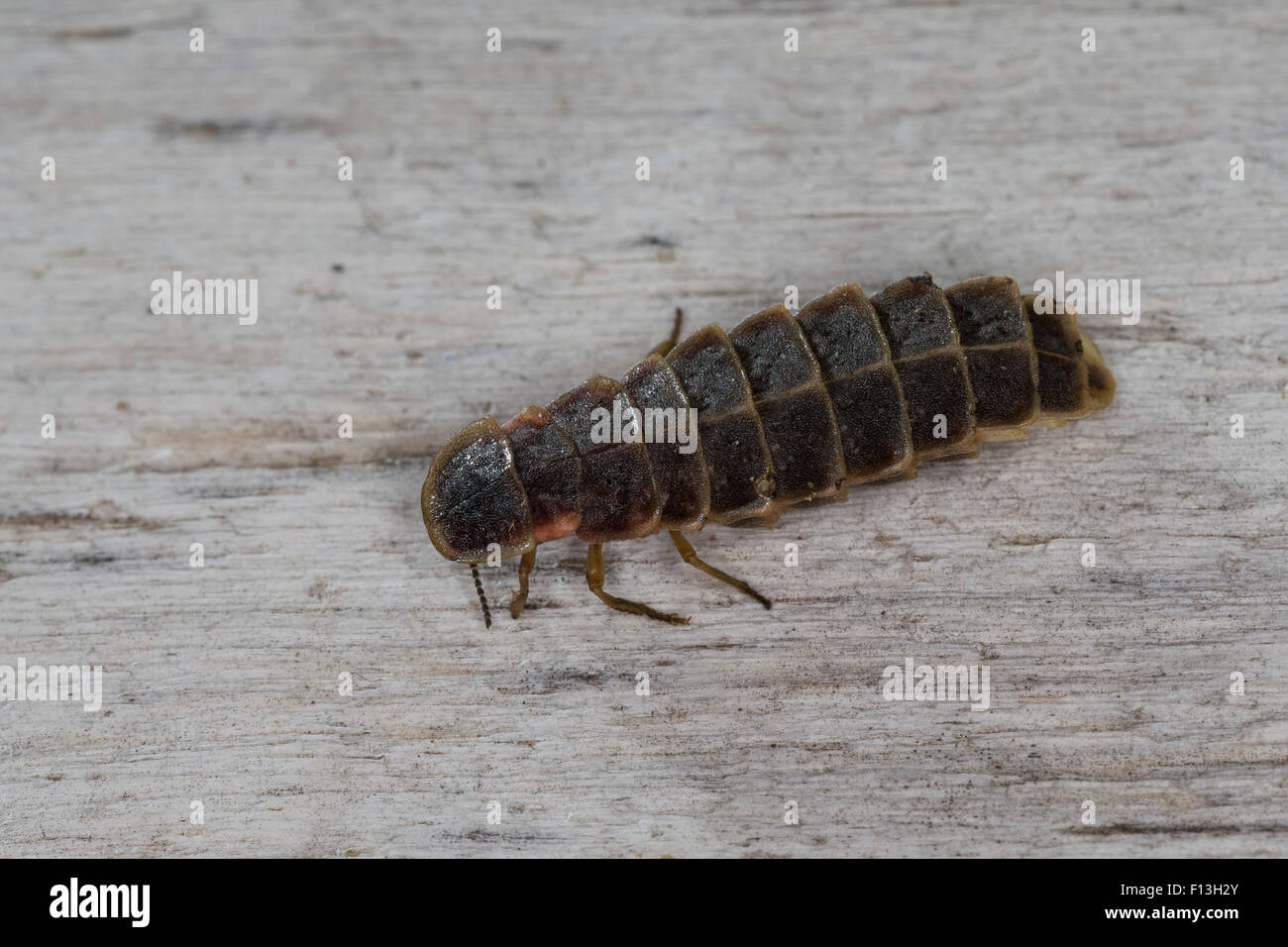 Great European glow-worm beetle, glowworm, firefly, female, Großer Leuchtkäfer, Glühwürmchen, Weibchen, Lampyris noctiluca Stock Photo