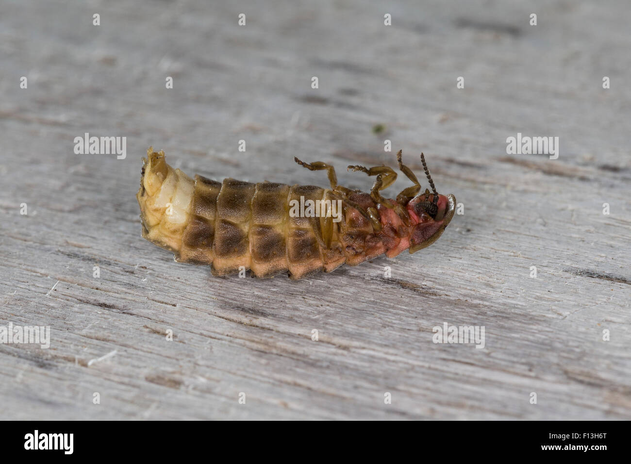 Great European glow-worm beetle, glowworm, firefly, female, Großer Leuchtkäfer, Glühwürmchen, Weibchen, Lampyris noctiluca Stock Photo