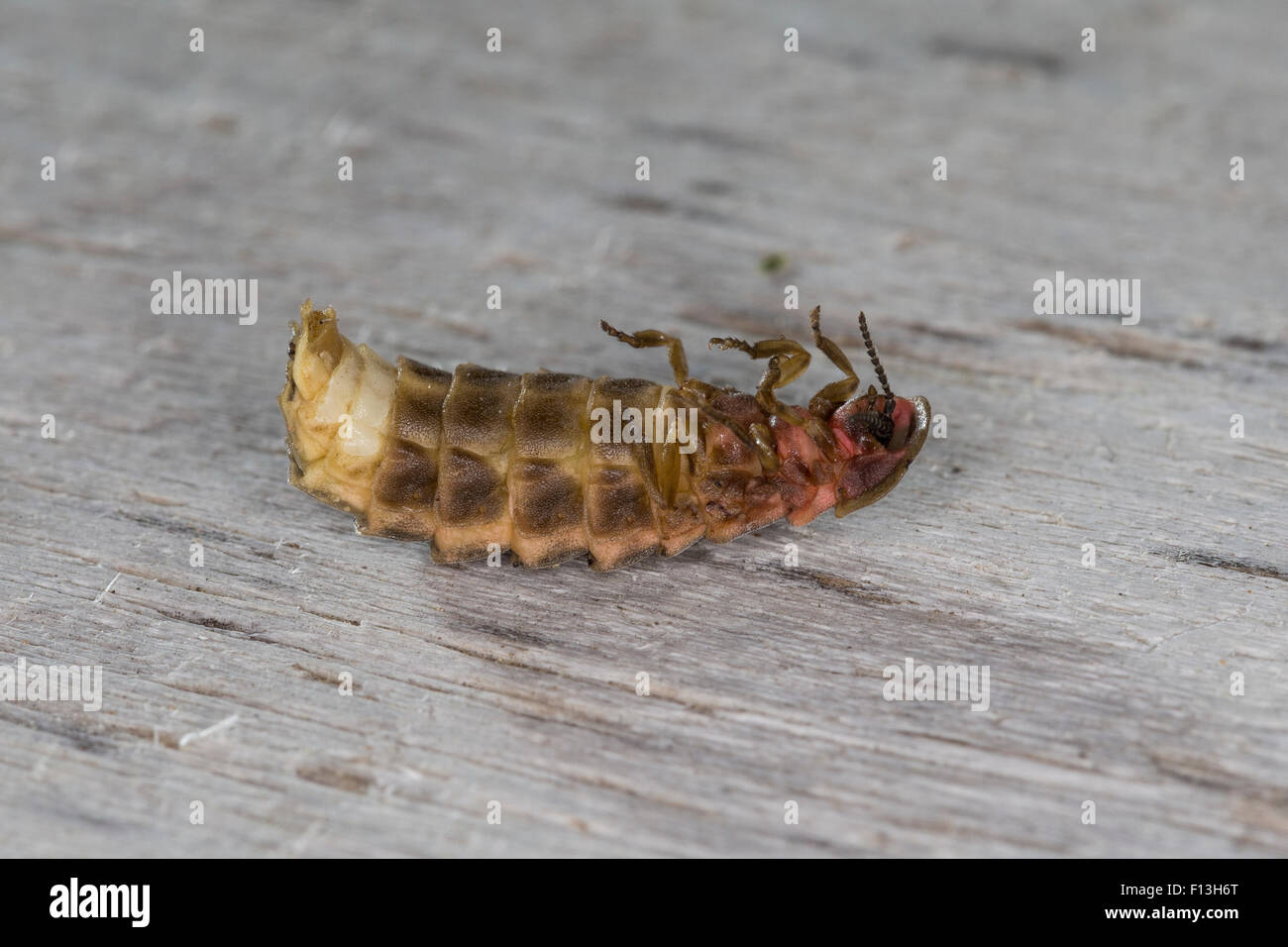 download glow worms and fireflies download glow worms and fireflies