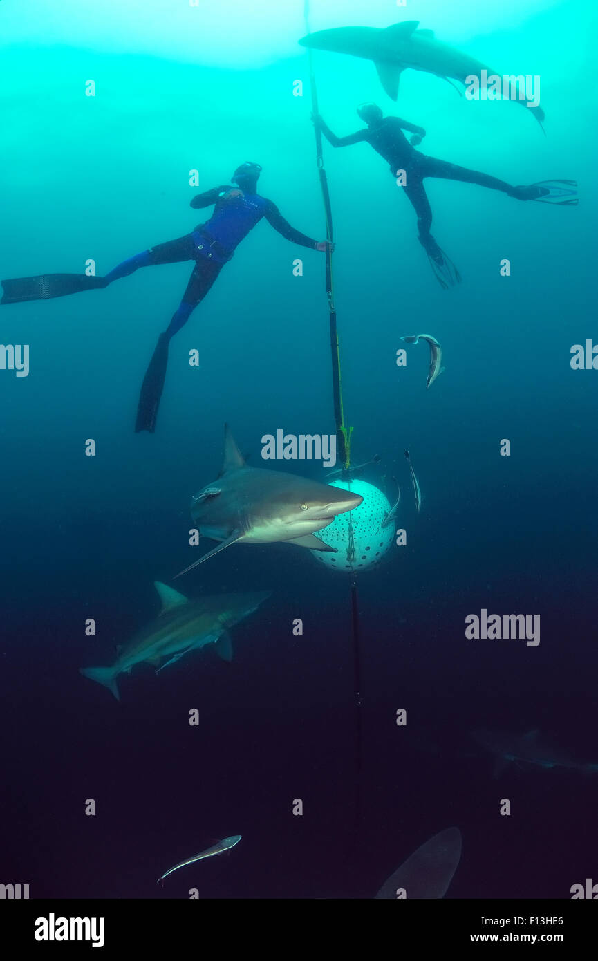 Pierre Frolla, free diving record holder of the world, and female diver