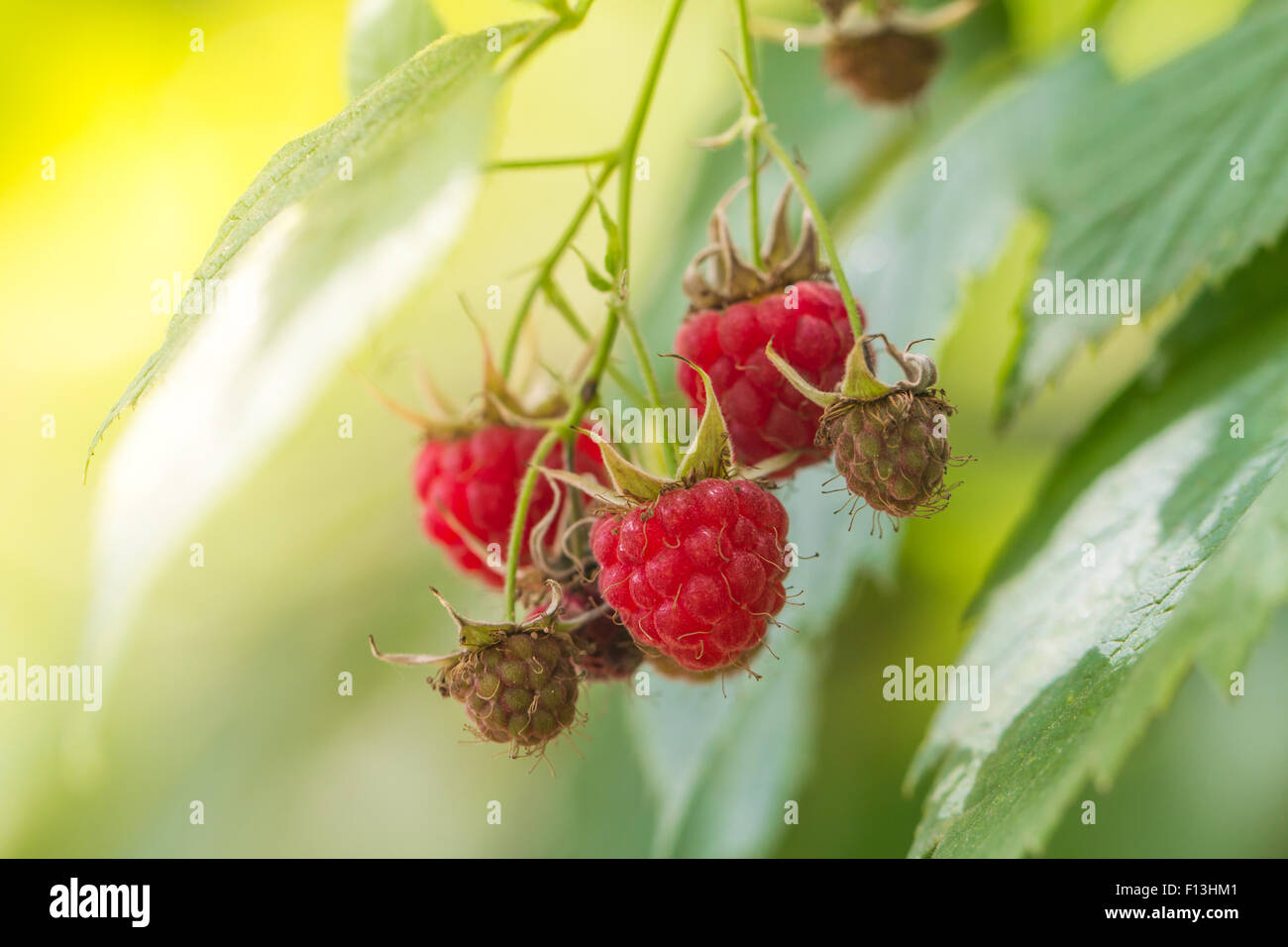 close-up of the ripe and immature raspberry on a branch in the fruit ...