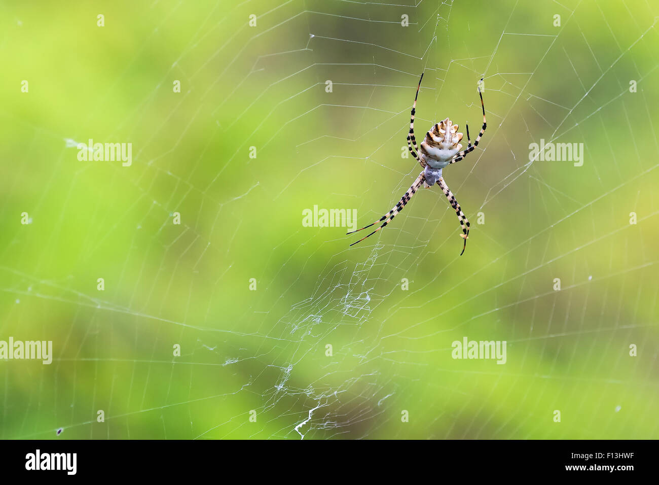 Spider on the web. Stock Photo