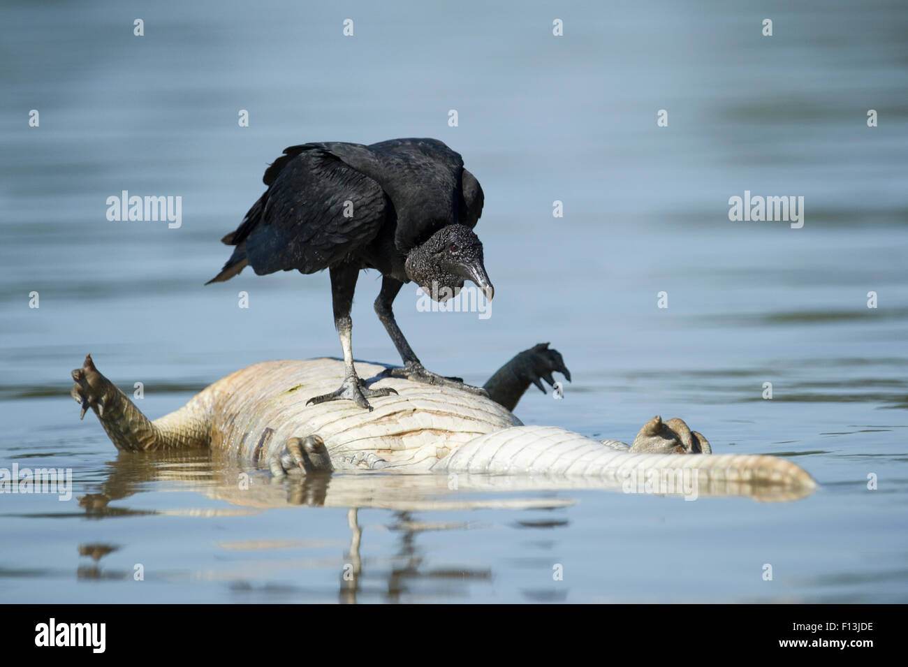 Black Vulture (Coragyps atratus) feeding on caiman carcass, Mato Grosso, Pantanal, Brazil.  August. Stock Photo