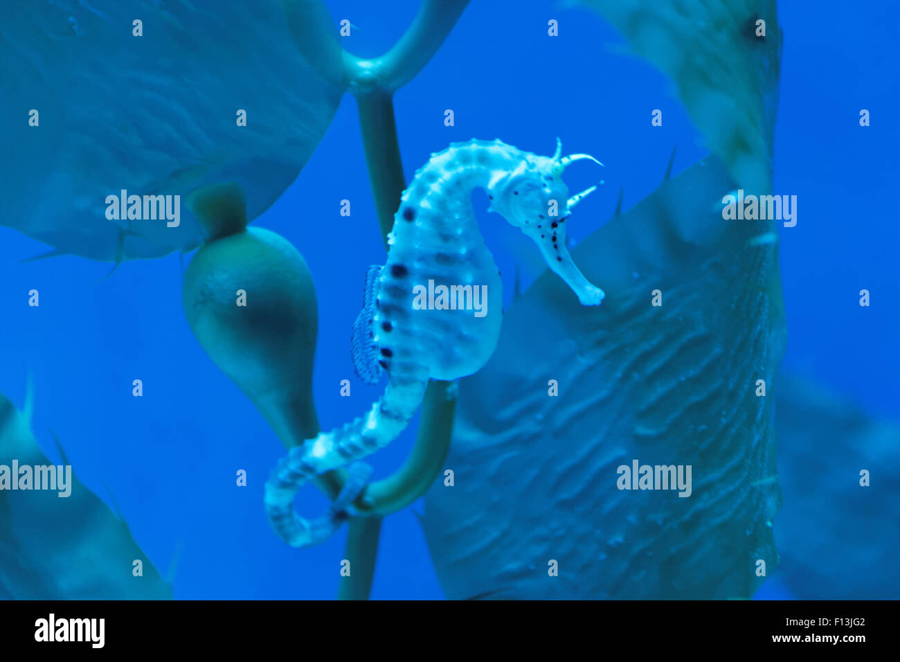 Big-belly seahorse or pot-bellied seahorse, Hippocampus abdominalis, is one of the largest seahorse species. Stock Photo