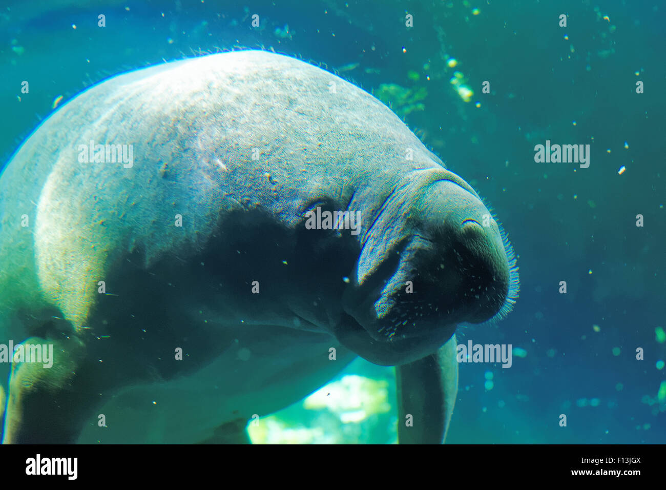 West Indian manatee (Trichechus manatus) or 'sea cow'. Stock Photo