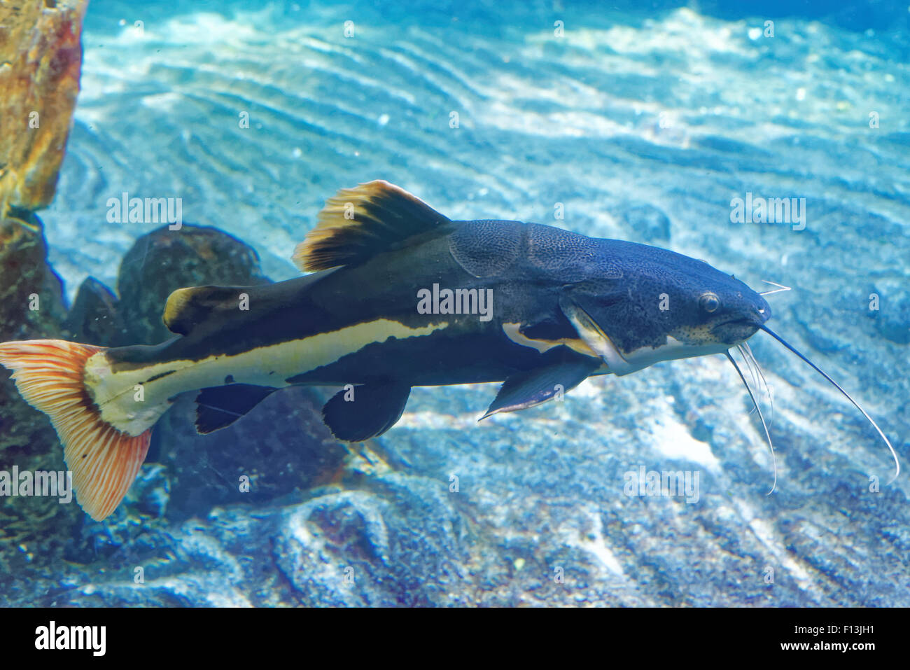 Redtail catfish, Phractocephalus hemioliopterus, is a pimelodid (long-whiskered) catfish. Stock Photo