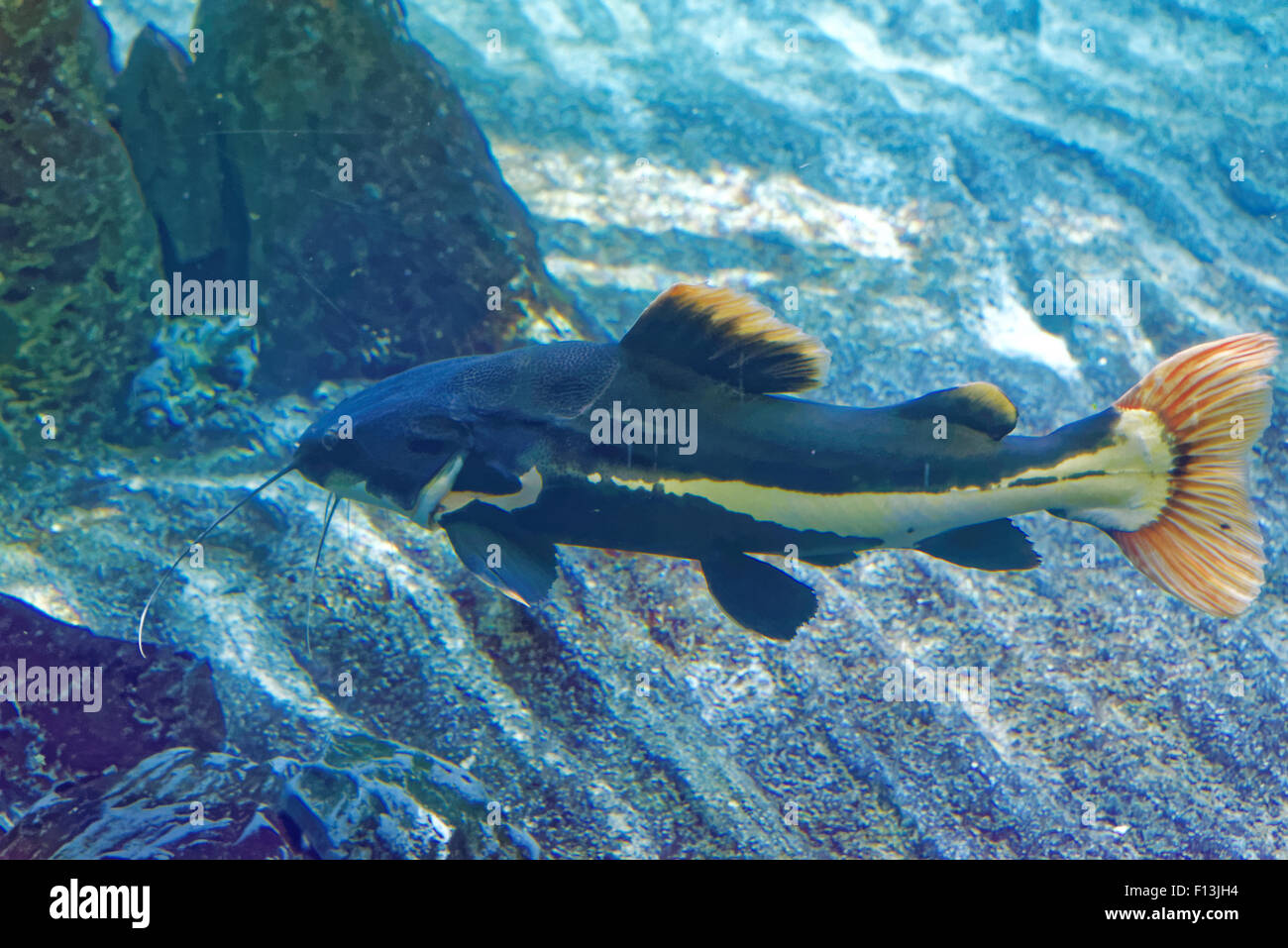 Redtail catfish, Phractocephalus hemioliopterus, is a pimelodid (long-whiskered) catfish. Stock Photo