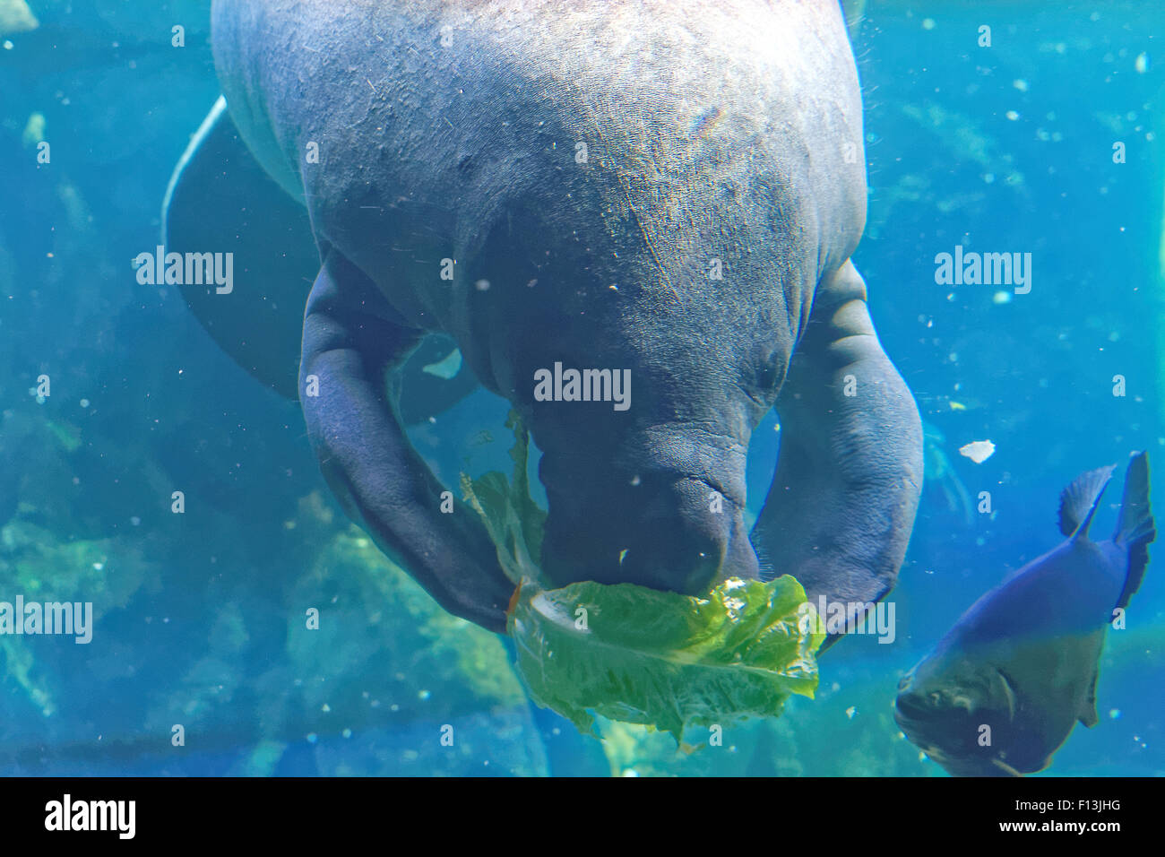 West Indian manatee (Trichechus manatus) or 'sea cow'. Stock Photo