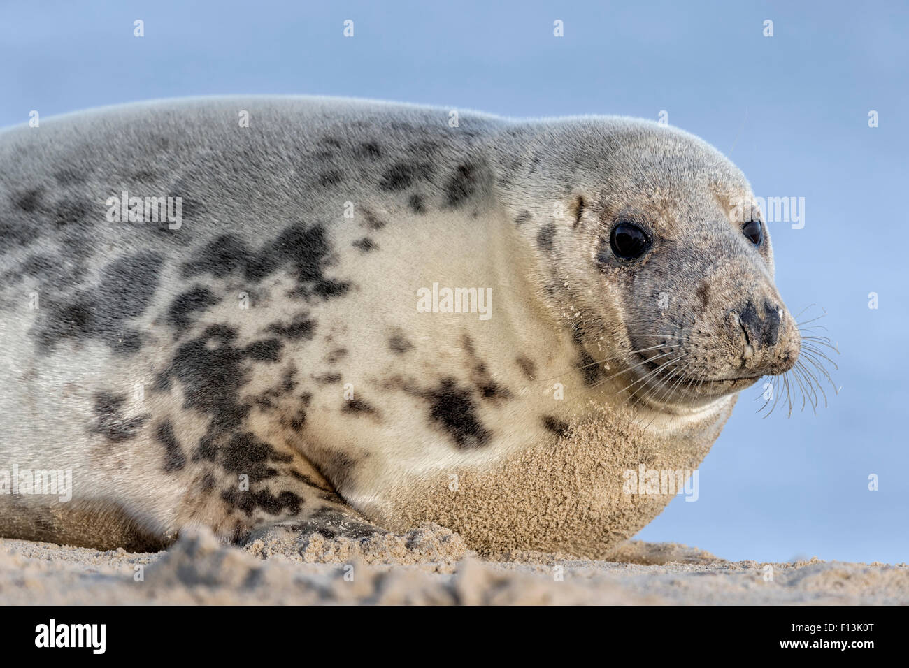 Atlantic Grey Seal female portrait Stock Photo