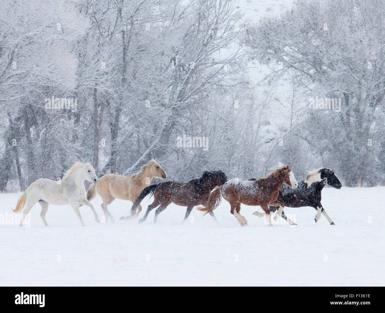 Quarter horses running in snow at ranch, Shell, Wyoming, USA, February. Stock Photo