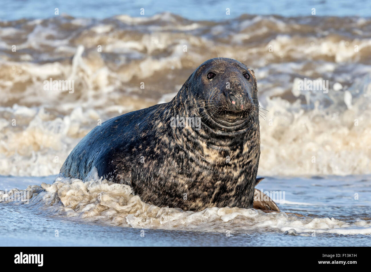 Atlantic Grey Seal adult male Stock Photo Alamy