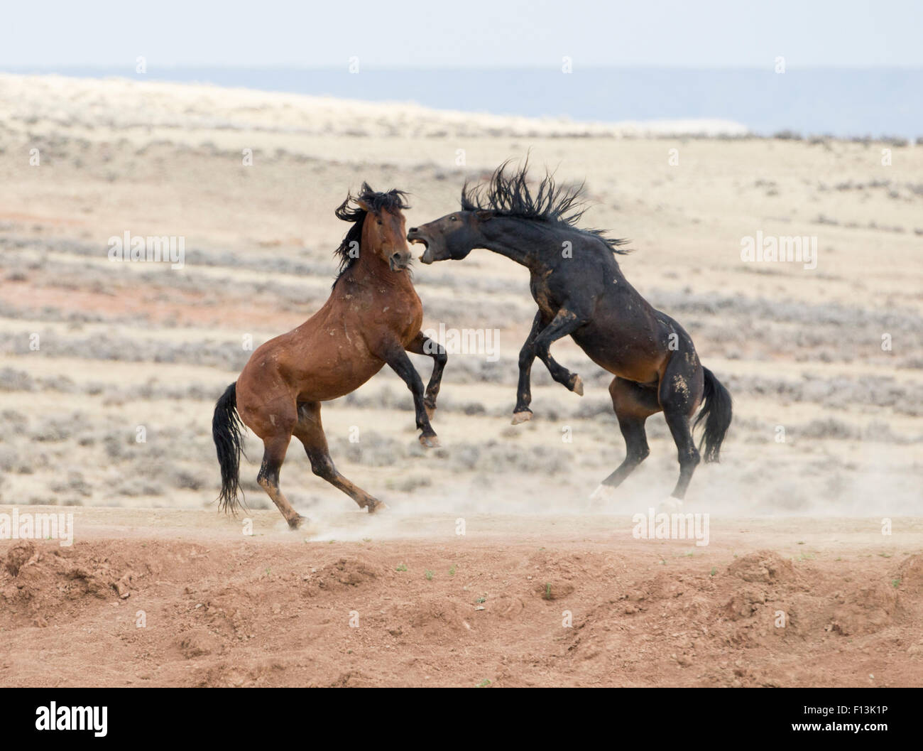 Dois Cavalos Selvagens Abraçando Pulando Área Mccullough Peaks