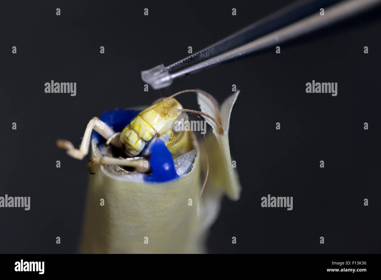 Scientists implanting wires in the brain of a  Desert locust (Schistocerca gregaria) to measure brain activity. University of Marburg, Germany. November 2013. Stock Photo