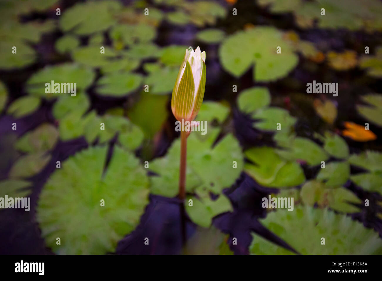 Lotus bud in a lotus pond in a Mumbai lake. Stock Photo
