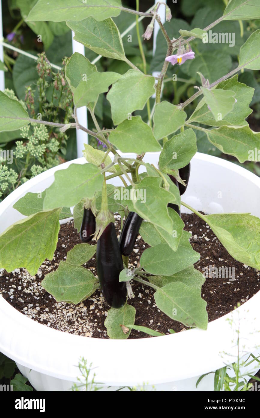 Eggplant growing in a small pot in a vegetable garden Stock Photo - Alamy
