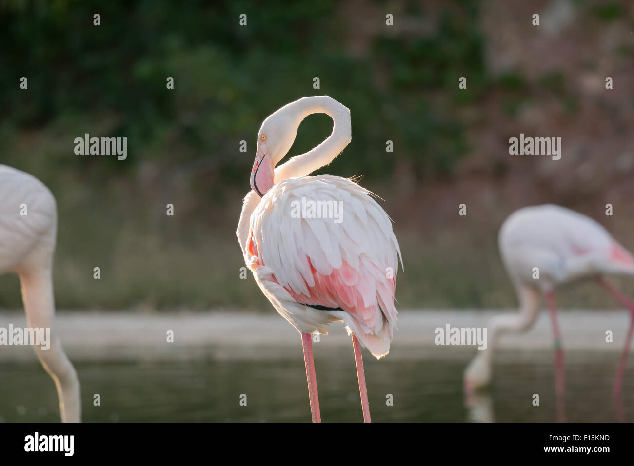 Beautiful Flamingo scratching itself in a lake. Stock Photo