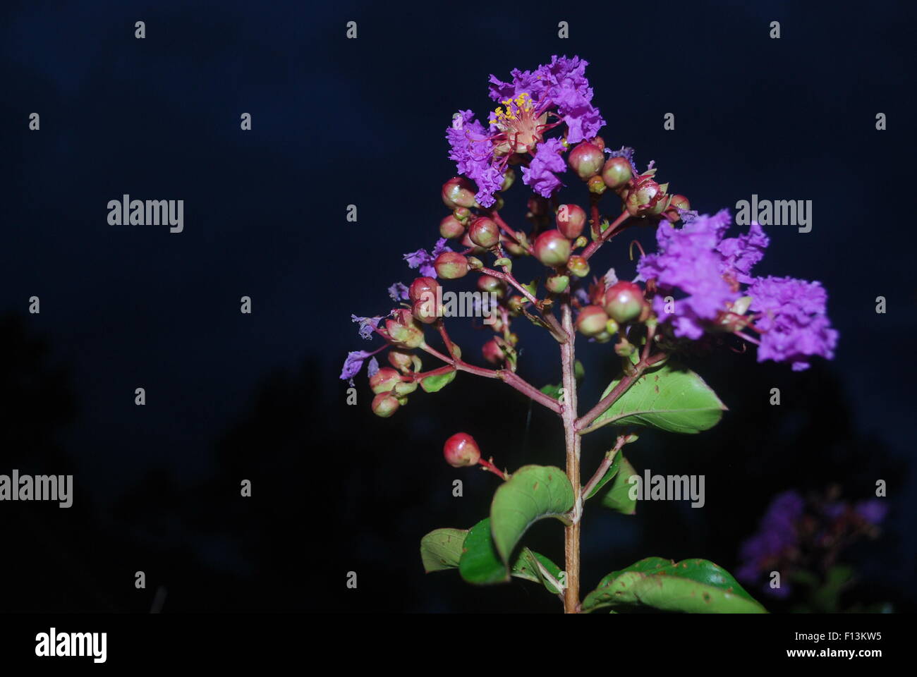Purple flower cluster against night sky background. Stock Photo