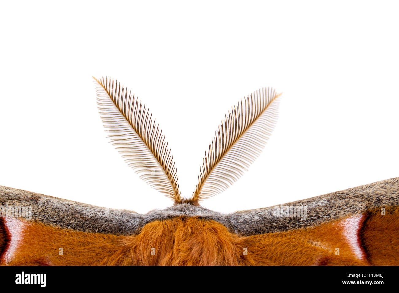 Bipectinate antennae hires stock photography and images Alamy