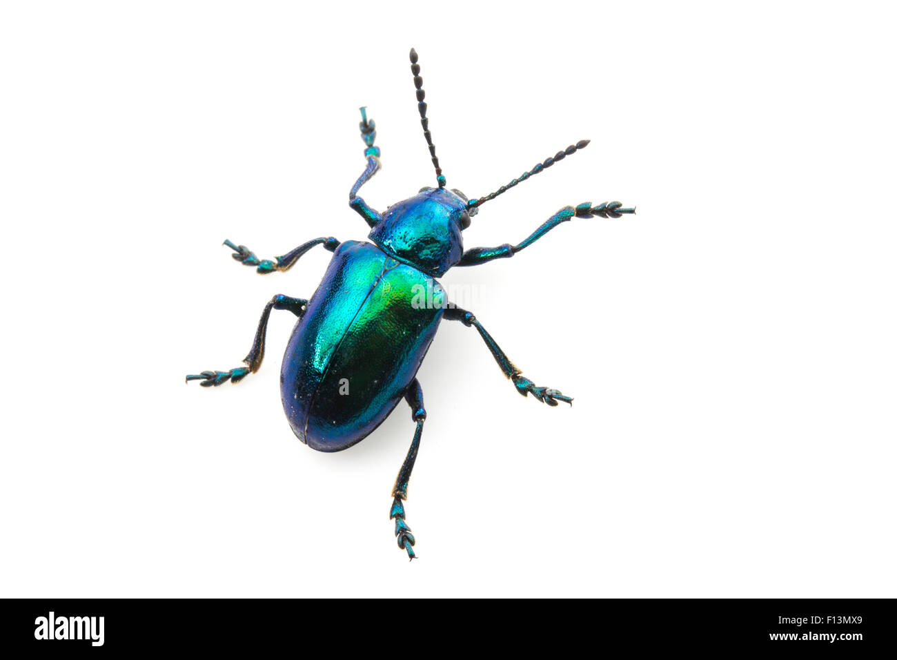 Blue Milkweed Beetle (Chrysochus cobaltinus) California, USA, June. Stock Photo