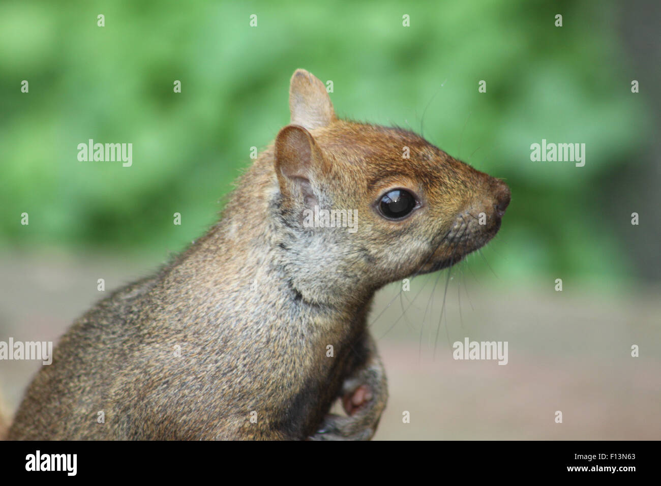 Eastern Gray Squirrel (Sciurus carolinensis). They can be many colors. They are tree dwellers. Stock Photo