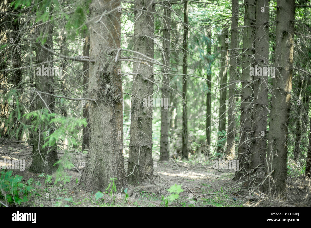 Old spruce trees tree forest in summer Sudety Mountains Kotlina Klodzka Poland Picea abies Stock Photo