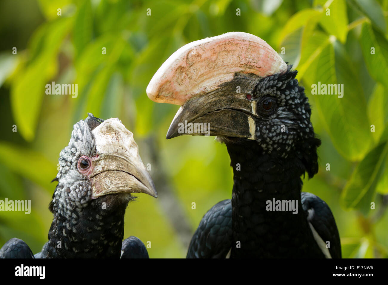 Silvery-cheeked Hornbill (Bycanistes brevis) close-up at zoo, occurs in East Africa. Stock Photo