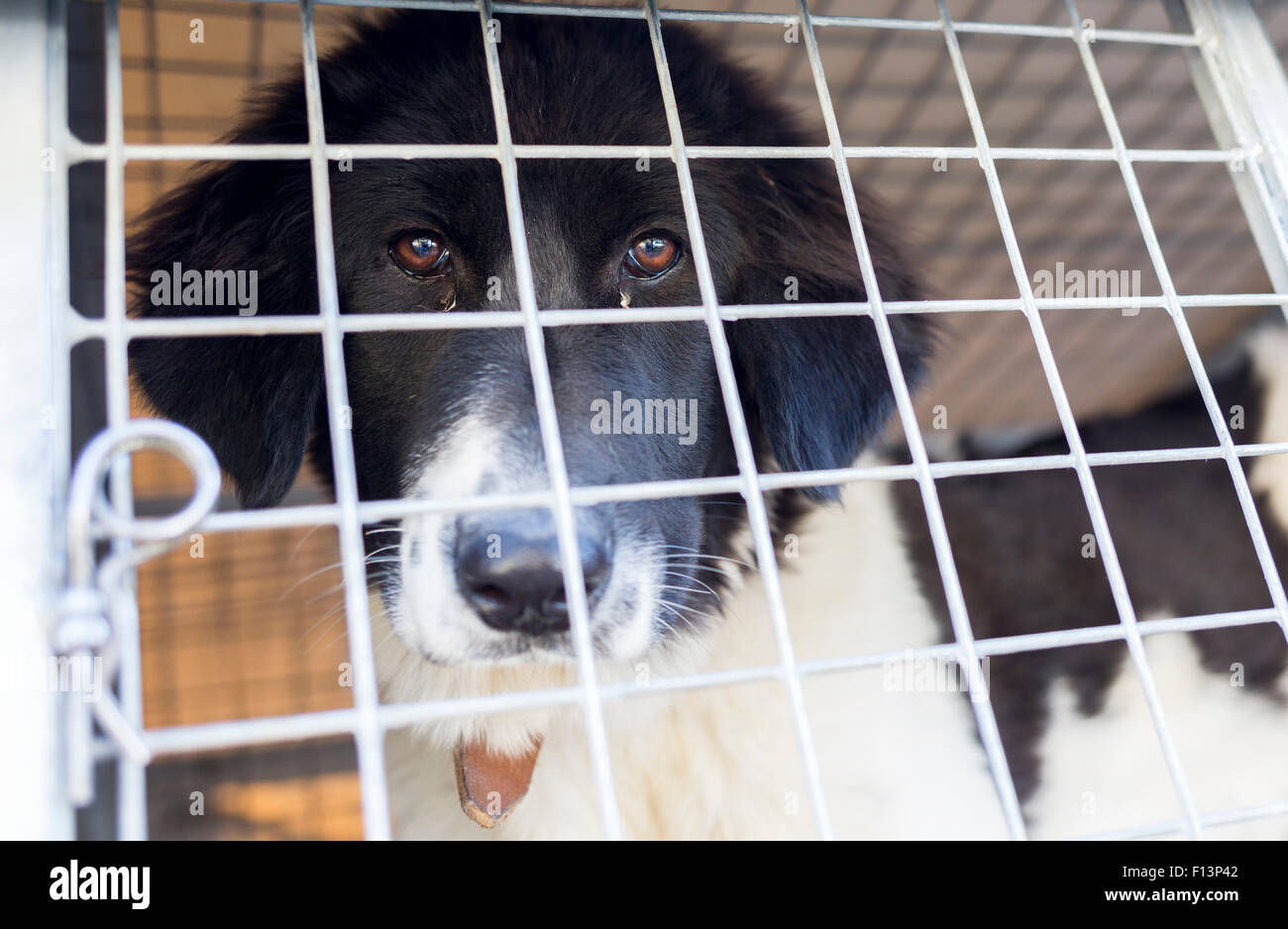 Homeless dog is being locked in a cage Stock Photo Alamy