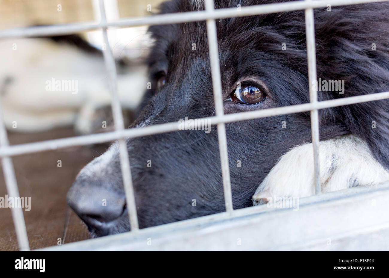 Homeless dog is being locked in a cage Stock Photo Alamy