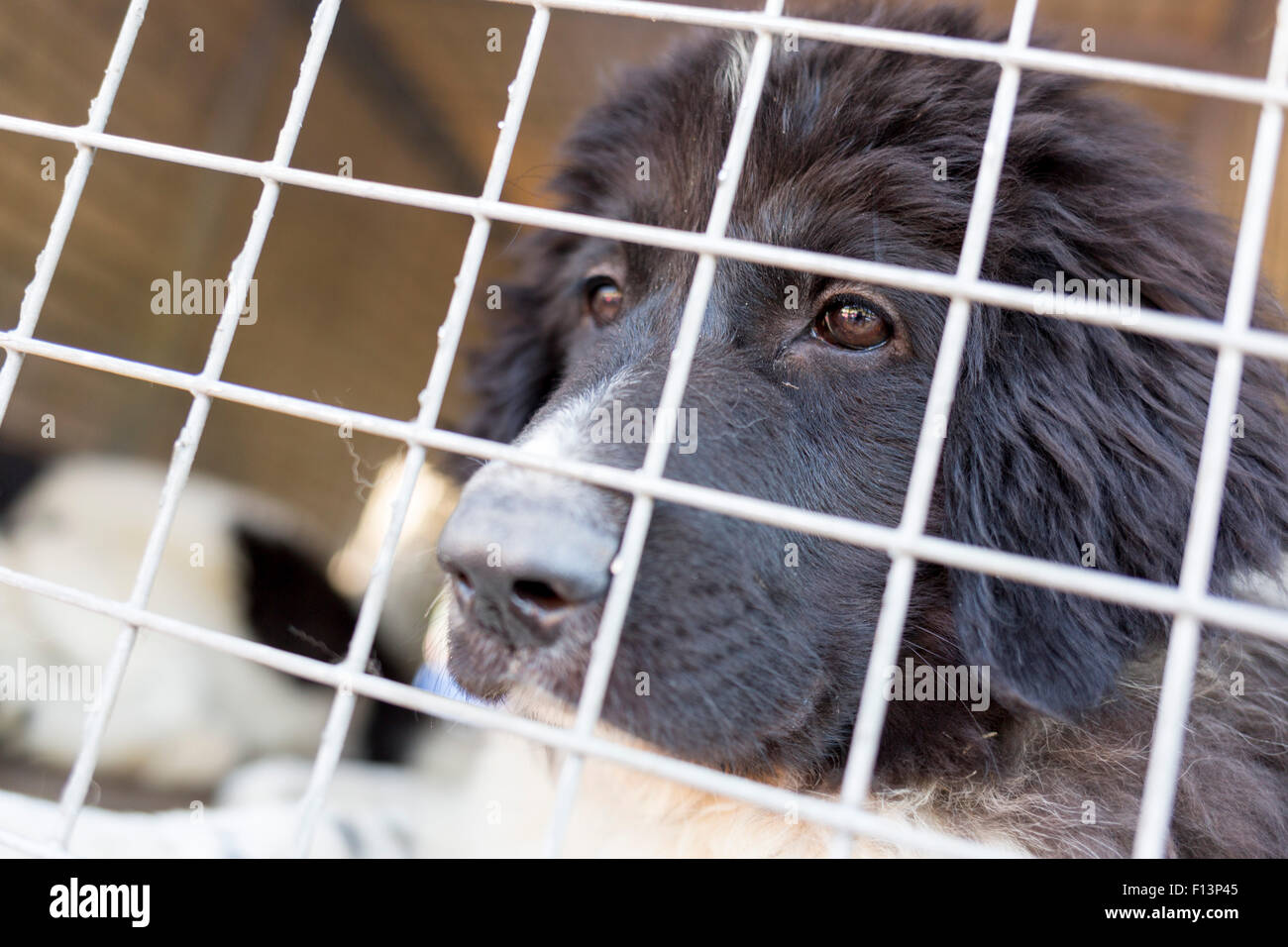 Homeless dog is being locked in a cage Stock Photo Alamy